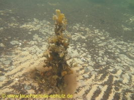 Brunsnaestour 10.-13.06.2011