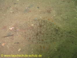 Brunsnaestour 10.-13.06.2011