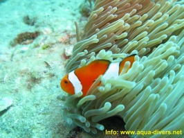 www.phuketsunshinevilla.com